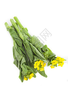 明黄色开花的油菜日本最古老的蔬菜图片