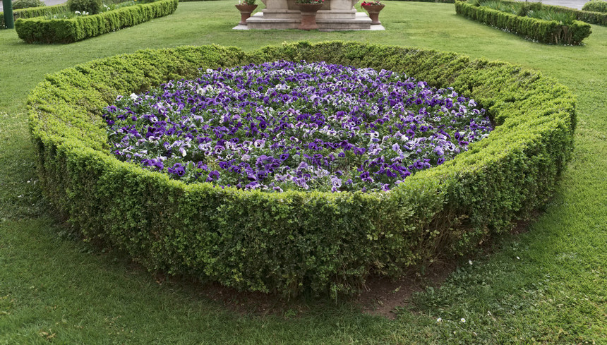 意大利公共花园中的三色堇花图片