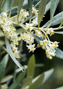 南SPain的橄榄花水平图像图片