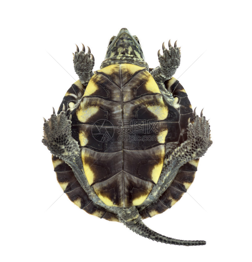 白色背景面前欧洲池塘海龟底部视图1岁图片