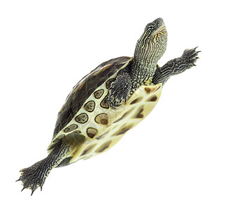 欧洲池塘海龟1岁背景图片