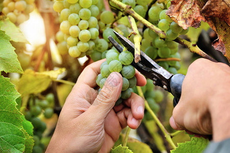 农民在收获葡萄酒时手握从葡萄图片