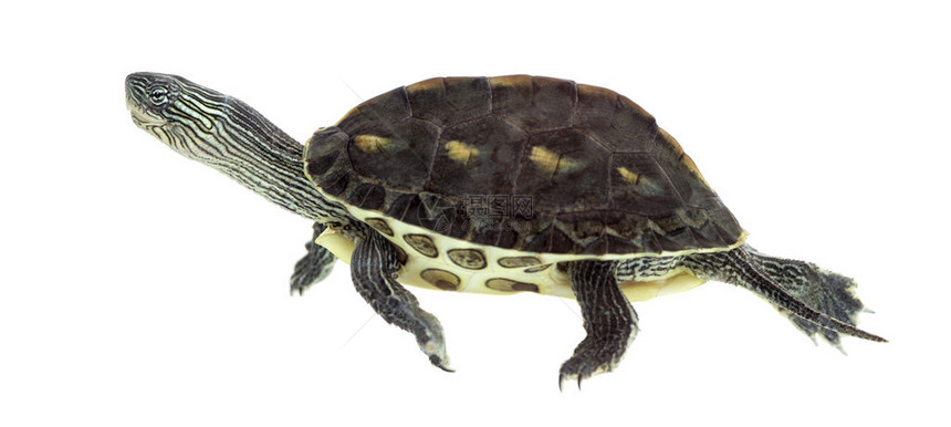 欧洲池塘海龟1岁图片