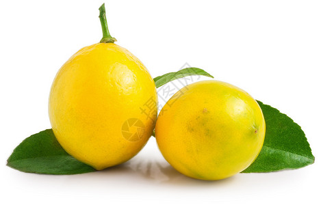 两片柠檬叶子在白色图片