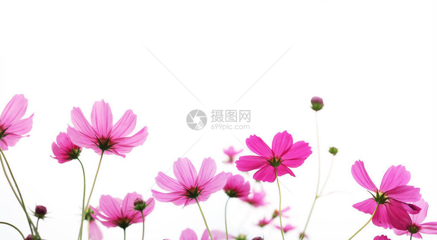 在白色背景上与复制空间隔离的上关闭粉红色的宇宙花春季或夏季的花卉边框和图片