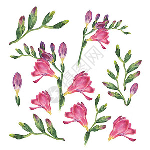 白色背景的freesia植物水彩色插图图片
