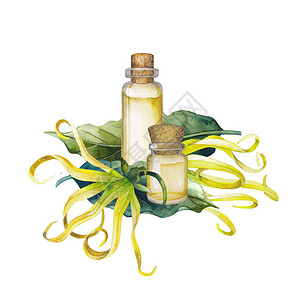 水彩依兰油手绘瓶子叶子和花朵在白色背景下被隔离草图片