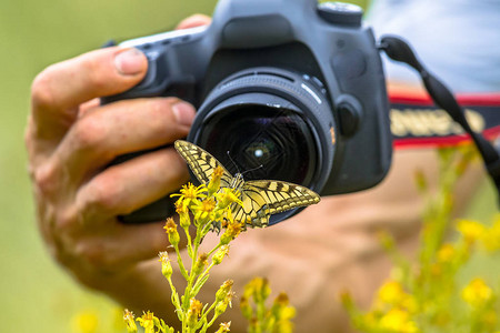 美丽的燕尾蝴蝶Swellowtail蝴蝶图片
