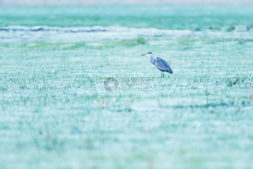 一大早在冰冻的草地上的灰鹭图片