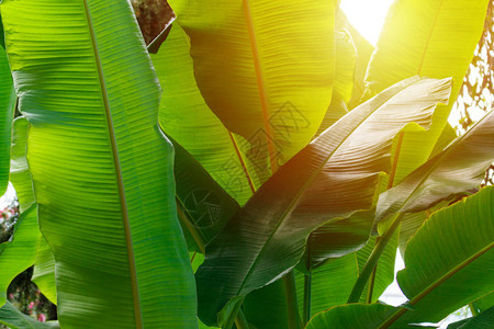 绿色热带香蕉叶花纹背图片