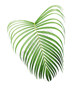 绿色热带黄棕榈叶绿热带叶在白背景和剪切图片