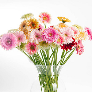 白色背景玻璃花瓶中五颜六色的非洲菊的华丽花束图片