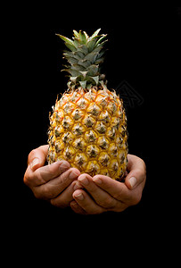 呈现成熟的菠萝背景图片