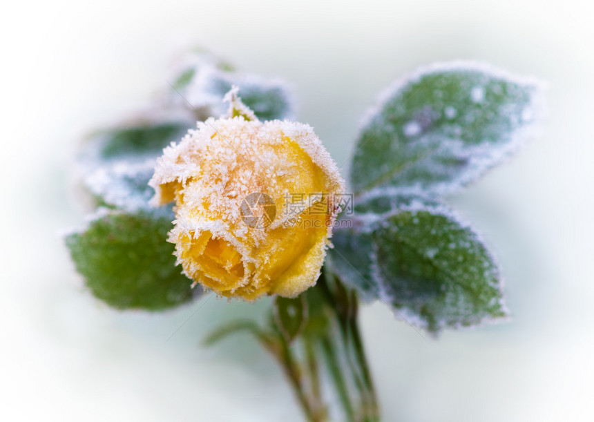 单黄玫瑰与冰晶的特写图片