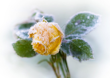 单黄玫瑰与冰晶的特写图片