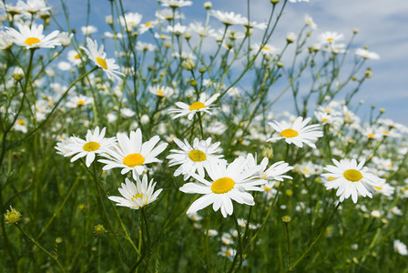 花朵在多彩背景花系列背景图片