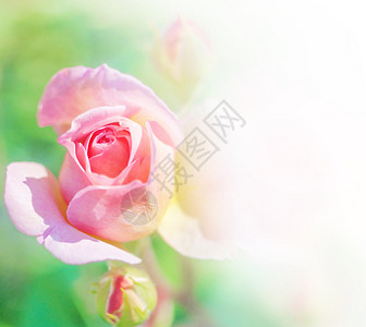 粉红色玫瑰花团图片