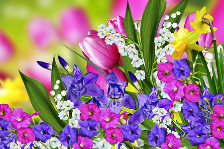 春天开花郁金香和铃兰图片