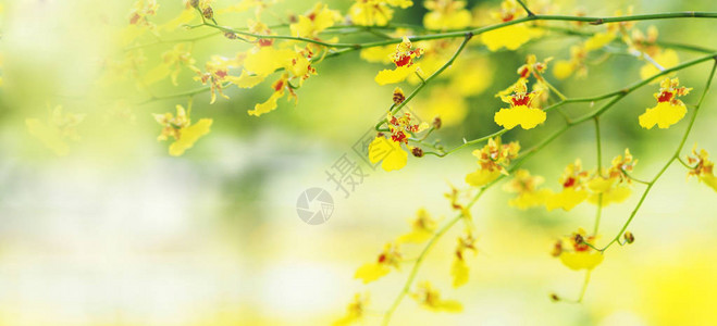 花园中的黄分支夏季或春季自然背景的全景横幅背景图片