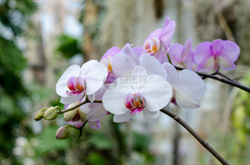 白色花兰在植物温室盛开美丽的热带花岗背图片