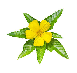黄色花朵Turanasusubulata图片