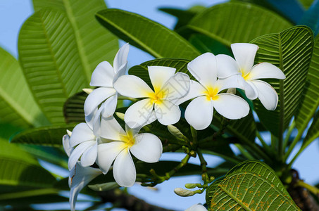 素馨花束白色背景与绿叶图片