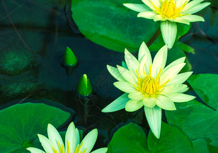池塘中美丽的黄色睡莲或花图片