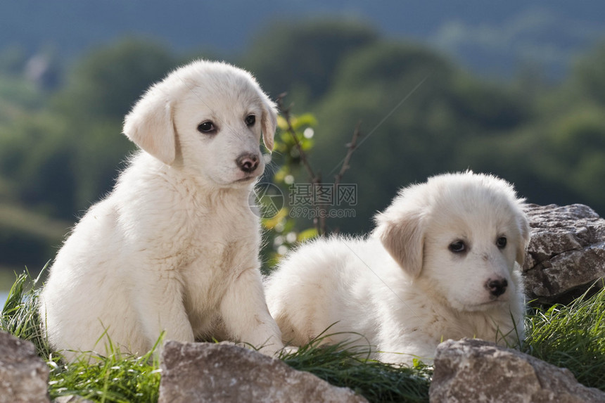 背景上的小狗牧羊犬图片