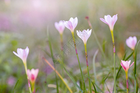 美丽的雨百合花图片