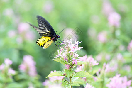 在一朵美丽的花特写镜头蝴蝶来自泰国曼谷图片