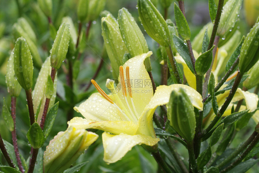 雨后花园里的百合花图片