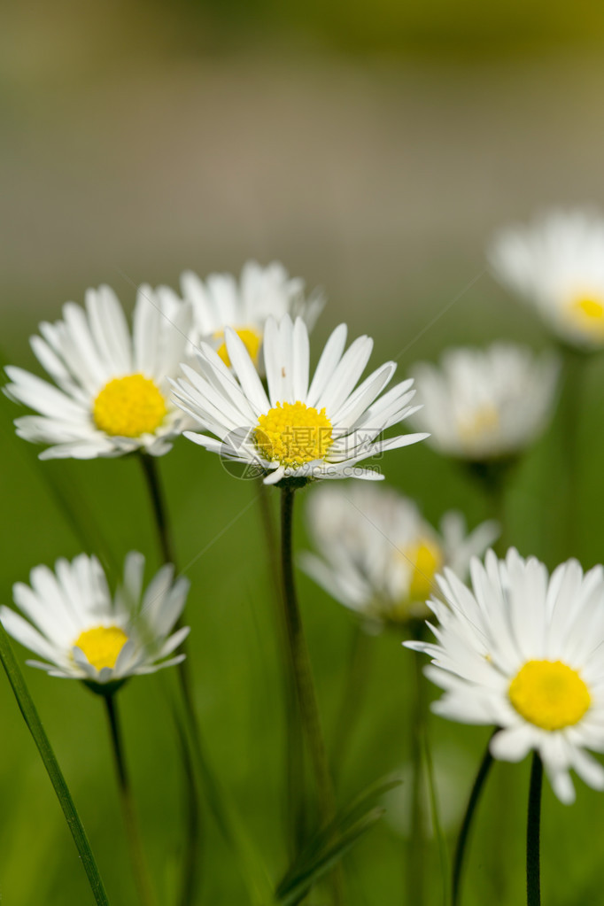 浅焦点绿色草坪上的小雏菊花图片