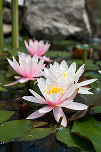 粉红莲花水上绿色图片