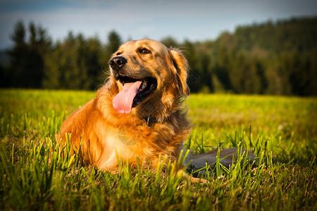 草丛中的金毛猎犬图片