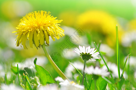 草地上的蒲公英和雏菊图片