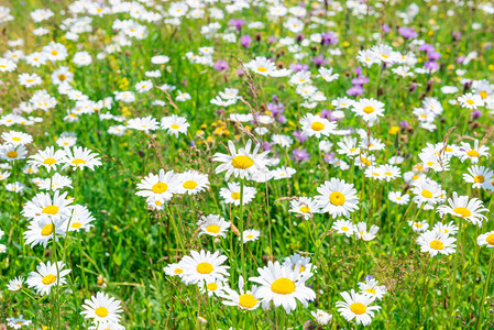 白花雏菊的绿色夏田图片