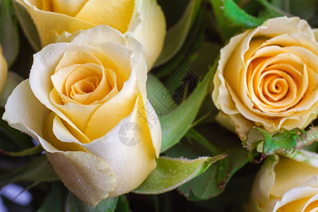 黄玫瑰与绿色背景图片
