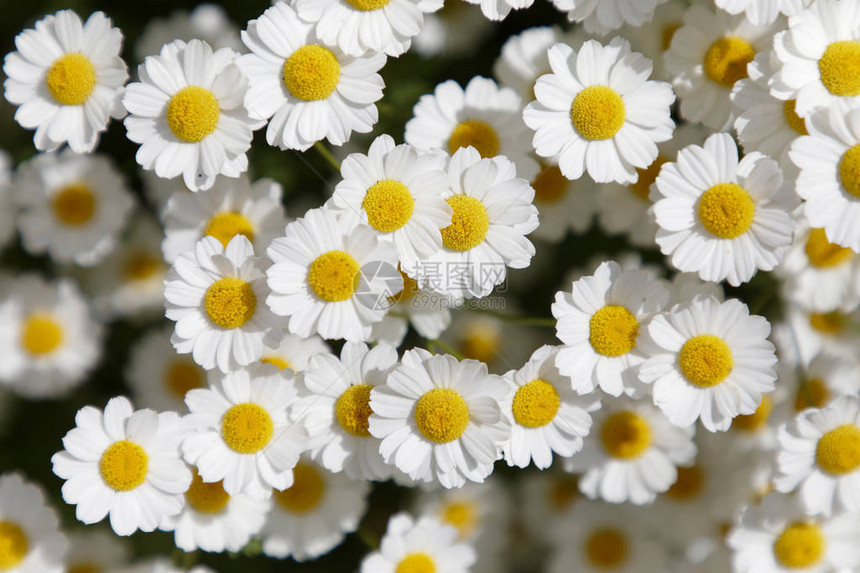 白色小白菊花的特写图片