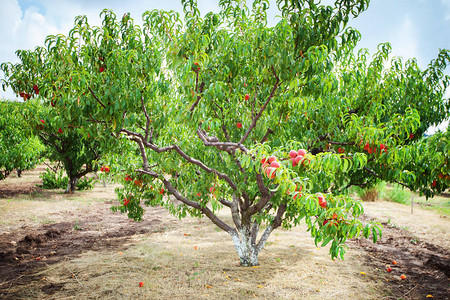在花园里种果实的桃树桃园图片