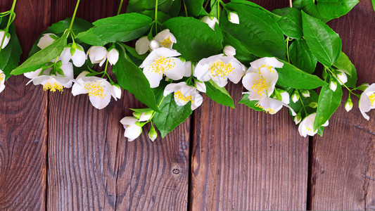 棕色木质背景上绿色花瓣的白色茉莉花枝图片