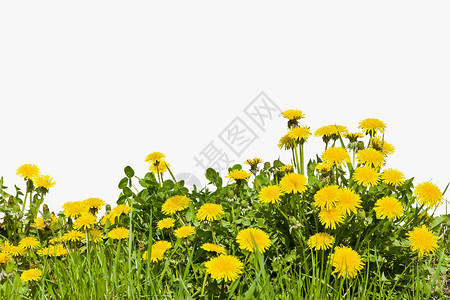 春天美丽盛开的黄色蒲公英花图片