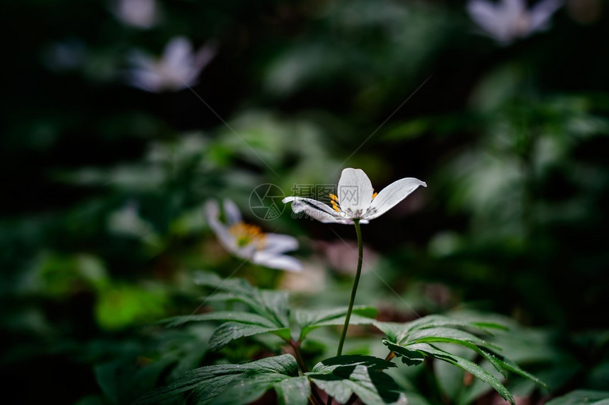 春季森林中的白葵花自然背景和图片