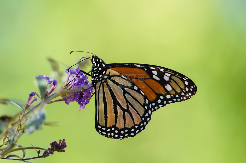 以天然绿色背景蝴蝶灌木为食的树冠蝴蝶DanausPlip图片