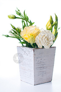 白色背景的白植物锅中的黄花盆布图片