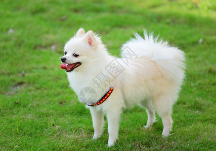 可爱的白色博美犬背景图片