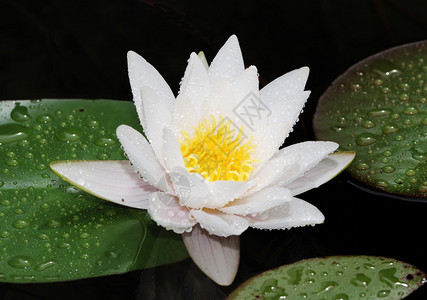 雨后的白莲花背景图片
