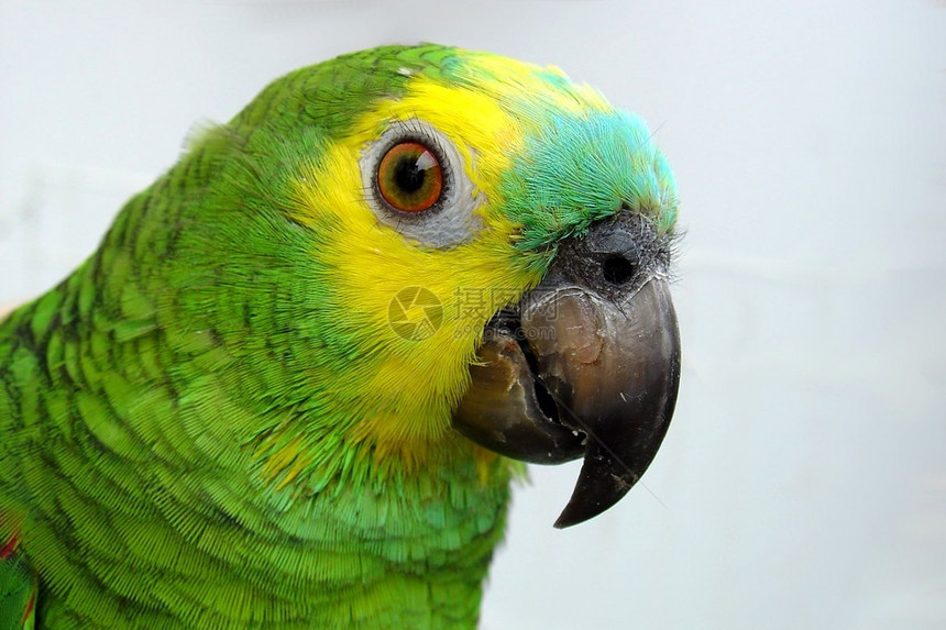 来自巴西的亚马逊鹦鹉图片