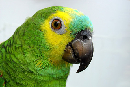 来自巴西的亚马逊鹦鹉图片