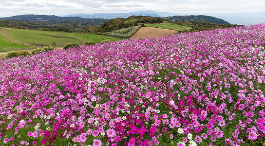 日本的波斯菊花园图片