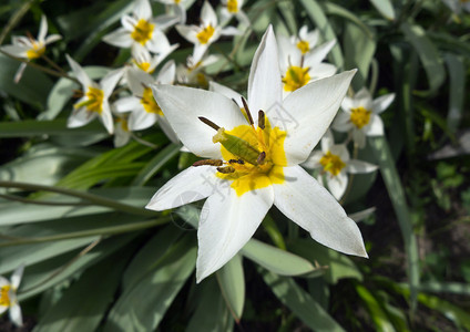 白色春天的花朵与一只蚂蚁密切相关图片